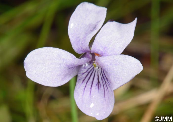 Viola palustris