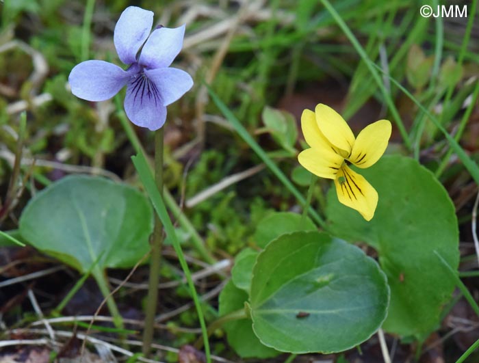Viola palustris & Viola biflora