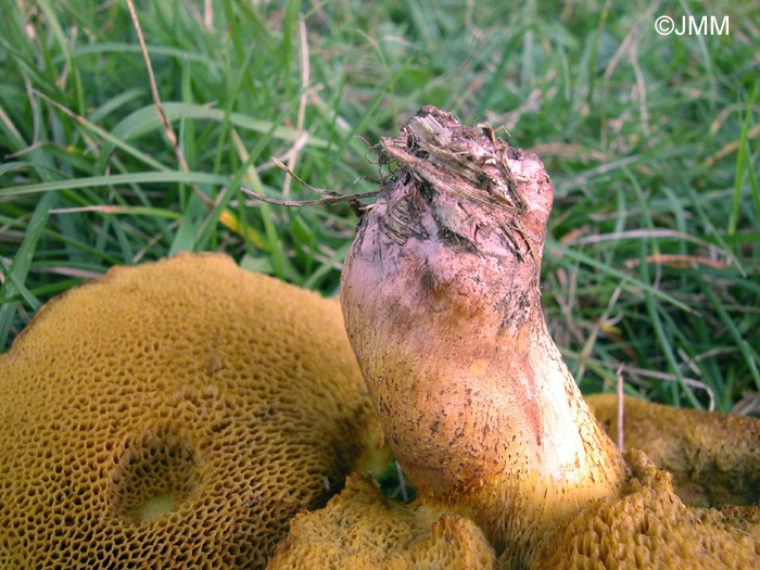 Suillus collinitus : dtail de la base du pied rose