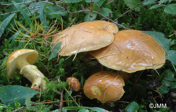 Suillus elegans