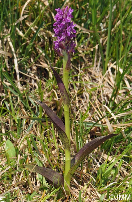 Dactylorhiza cruenta