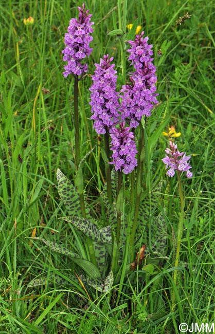 Dactylorhiza fuchsii x Dactylorhiza majalis = Dactylorhiza x braunii