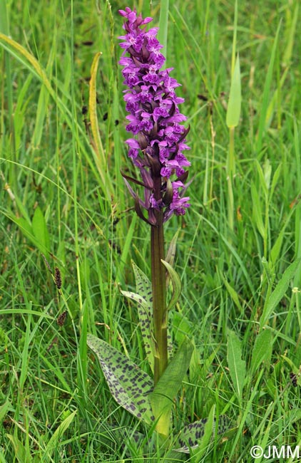 Dactylorhiza fuchsii x Dactylorhiza majalis = Dactylorhiza x braunii