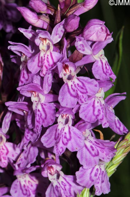 Dactylorhiza fuchsii x Dactylorhiza majalis = Dactylorhiza x braunii