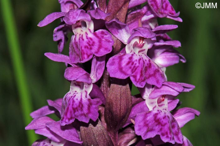 Dactylorhiza fuchsii x Dactylorhiza majalis = Dactylorhiza x braunii