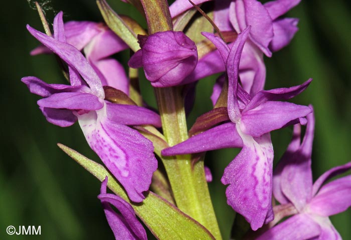 Dactylorhiza incarnata x Dactylorhiza traunsteineri