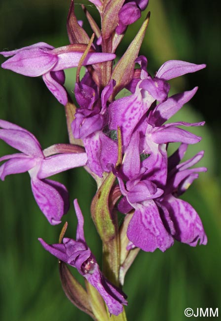 Dactylorhiza incarnata x Dactylorhiza traunsteineri