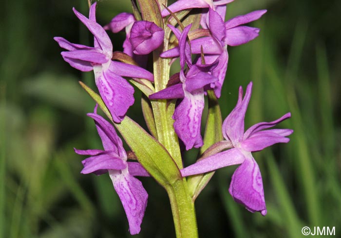 Dactylorhiza incarnata x Dactylorhiza traunsteineri