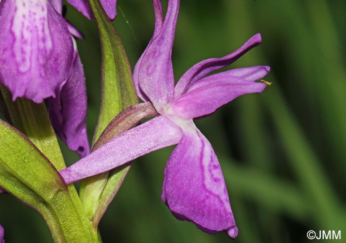 Dactylorhiza incarnata x Dactylorhiza traunsteineri