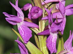 Dactylorhiza incarnata x traunsteineri