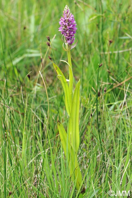 Dactylorhiza x versicolor