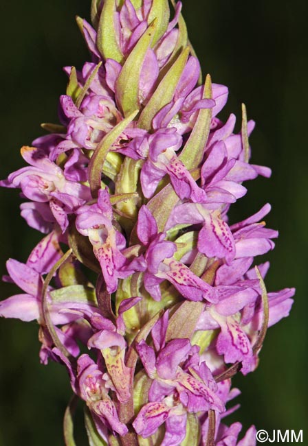 Dactylorhiza x versicolor