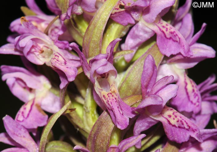 Dactylorhiza x versicolor