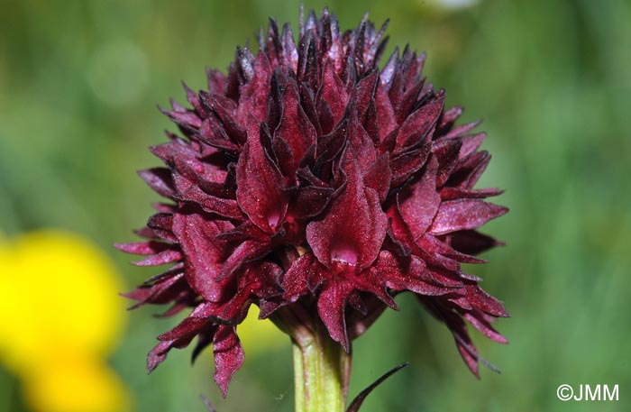 Gymnadenia austriaca var. gallica