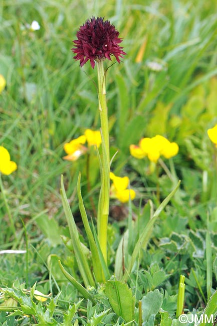Gymnadenia austriaca var. gallica