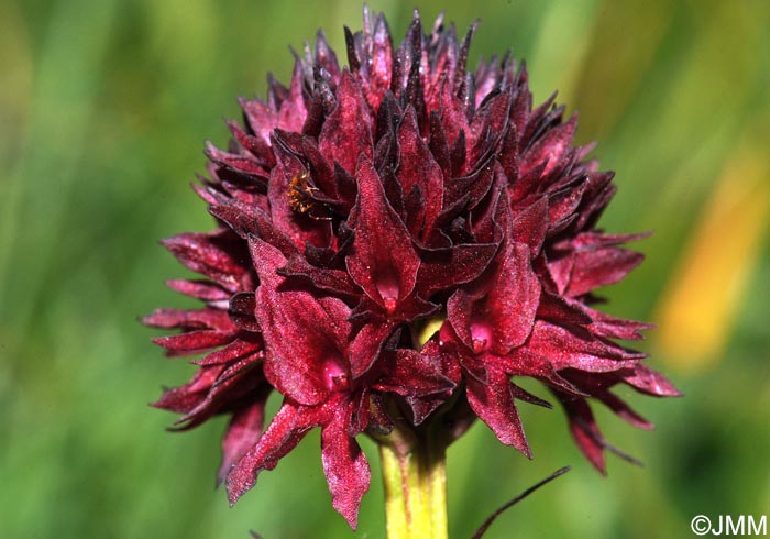 Gymnadenia austriaca var. gallica