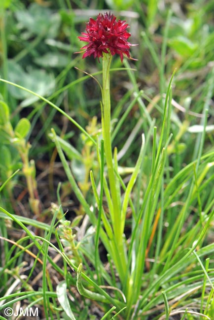 Gymnadenia austriaca var. gallica