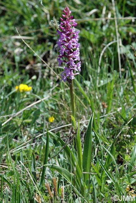 Gymnadenia conopsea var. alpina