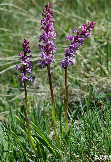 Gymnadenia conopsea var. alpina