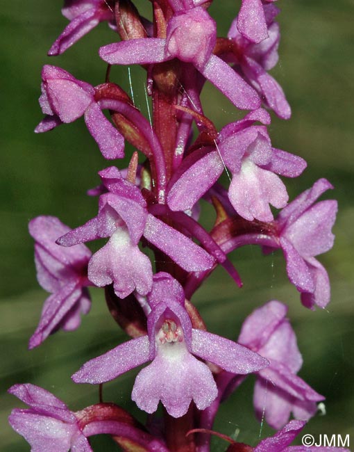 Gymnadenia conopsea var. alpina