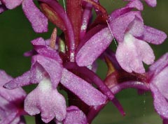 Gymnadenia conopsea var. alpina