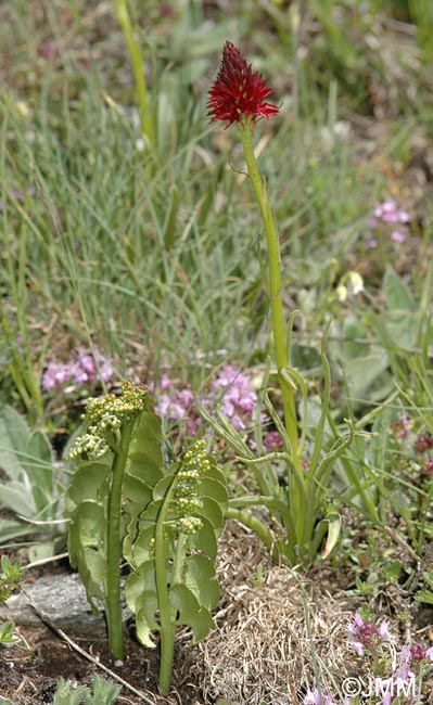 Botrychium lunaria & Gymnadenia rhellicani f. fulva