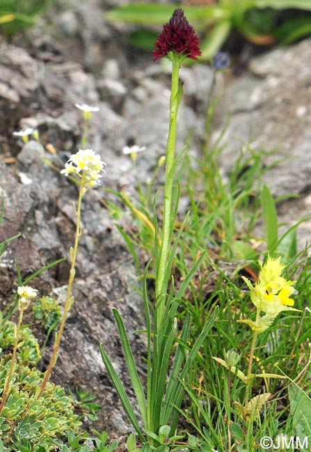 Gymnadenia rhellicani