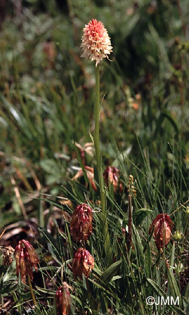 Gymnadenia rhellicani var. rosea