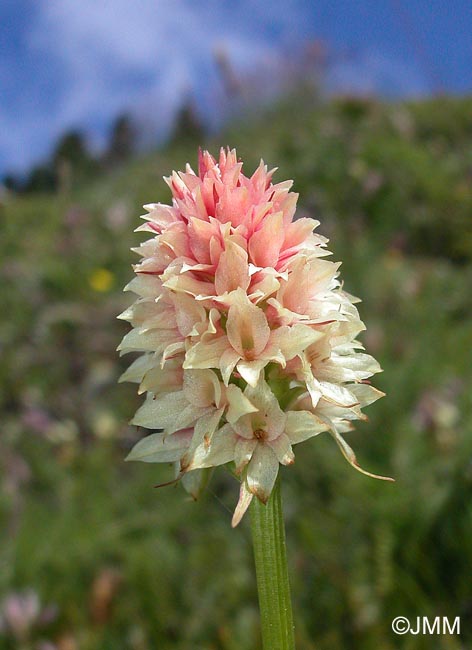 Gymnadenia rhellicani var. rosea