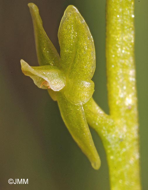 Hammarbya paludosa