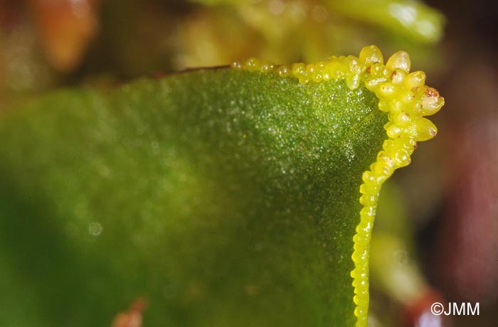 Hammarbya paludosa : bulbilles sur les feuilles