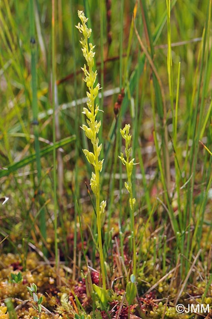 Hammarbya paludosa