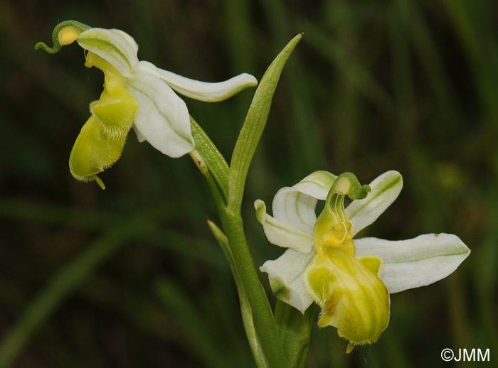 Ophrys apifera f. basiliensis