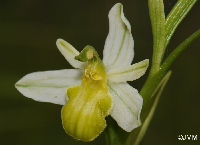 Ophrys apifera f. basiliensis