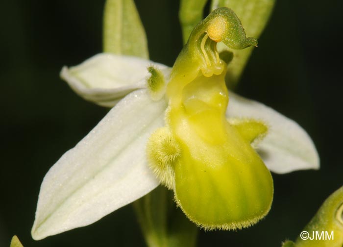 Ophrys apifera f. chlorantha