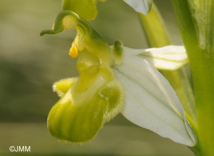 Ophrys apifera f. chlorantha