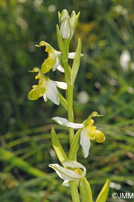 Ophrys apifera f. chlorantha