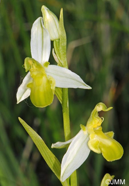 Ophrys apifera f. chlorantha