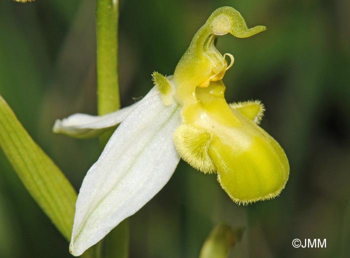 Ophrys apifera f. chlorantha