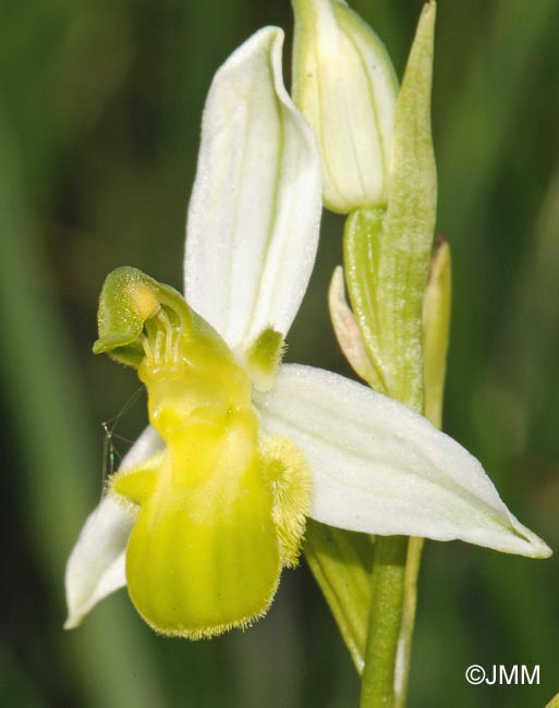 Ophrys apifera f. chlorantha