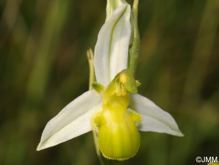 Ophrys apifera f. chlorantha