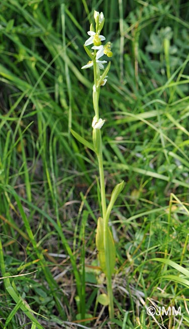 Ophrys apifera f. chlorantha