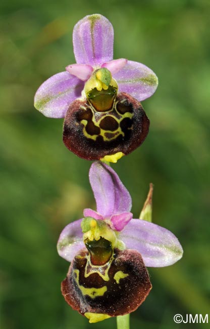 Ophrys fuciflora