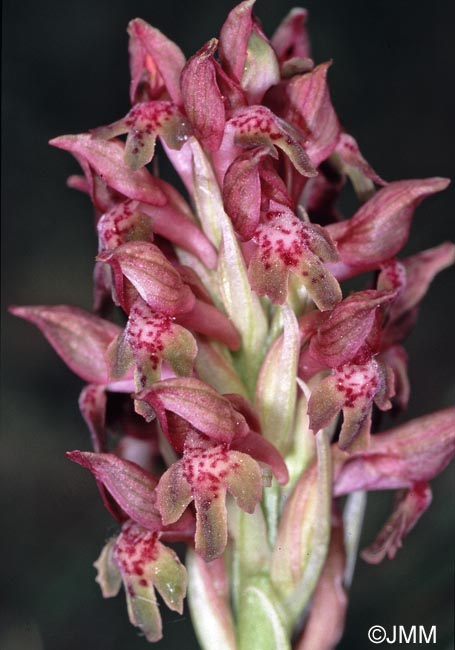 Orchis coriophora