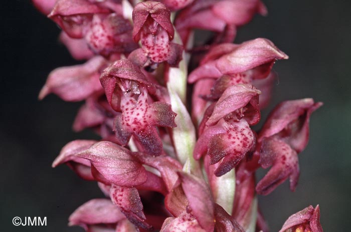 Orchis coriophora