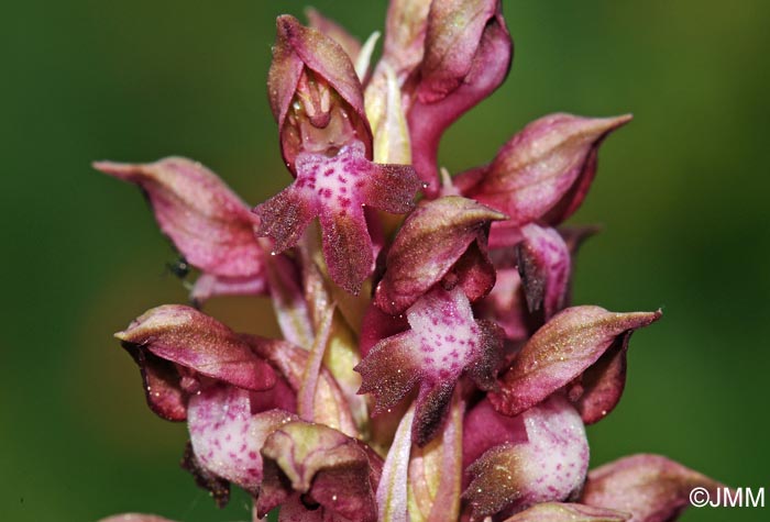 Orchis coriophora