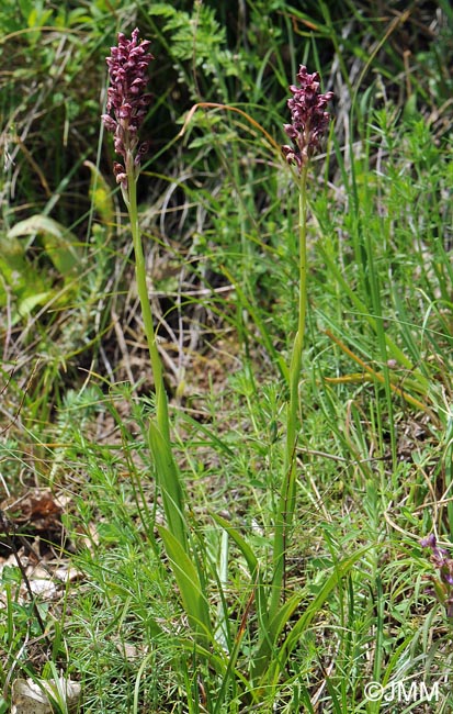 Orchis coriophora