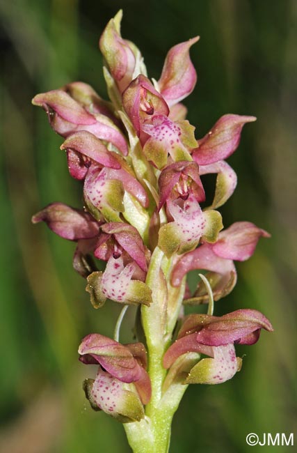 Orchis coriophora