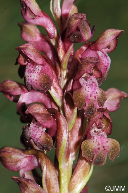 Orchis coriophora