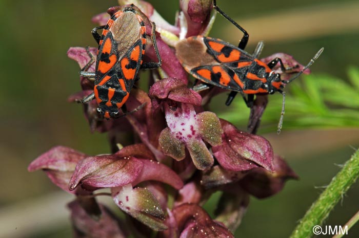 Orchis coriophora & Lygaeus saxatilis